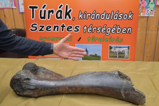 Gyapjas mamut csontjára bukkantak a Tiszában…